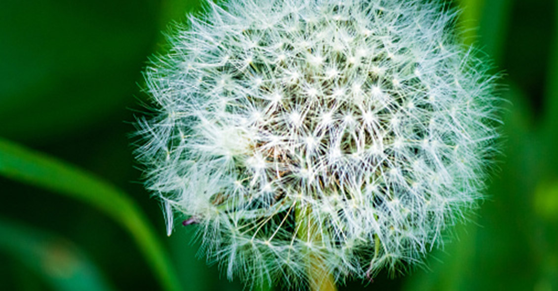 Quest Diagnostics Allergy Testing